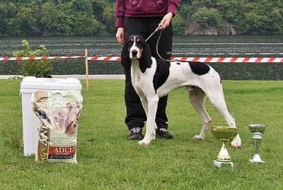 Prodáme štěňata švýcarského honiče bez PP